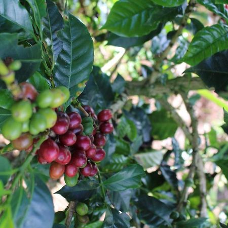 Finca Cafetera El Coral 2 Hotel Jardin Exterior photo